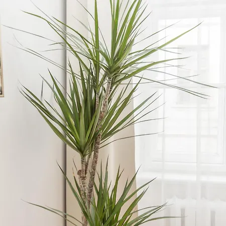 Large Vacation In The Old Town *